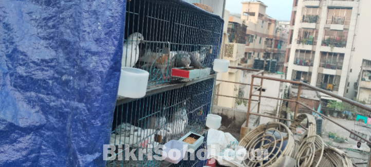 খাঁচা বিক্রি হবে cage khasa